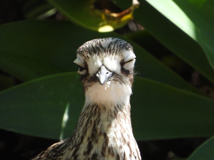 Getting Mixed Signals From This Curlew