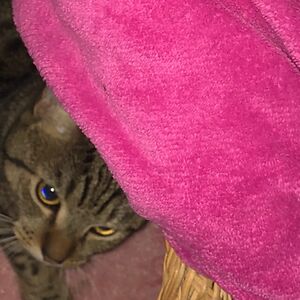 eviemaeprincess avatar