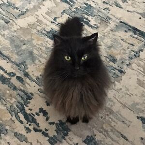 annawallace_1 avatar