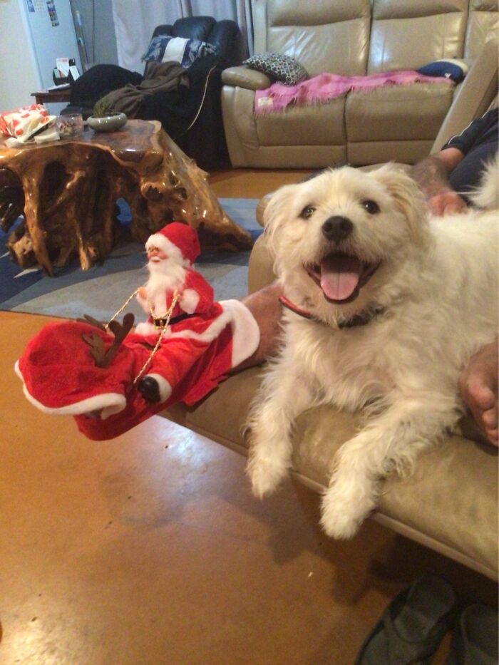 The Santa Suit Doesn’t Fit “Sniffy” This Year😂