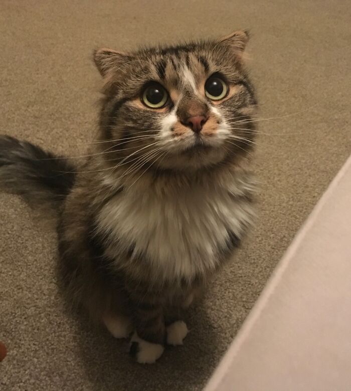 Sparrow Trying Her Puss In Boots Impression Out