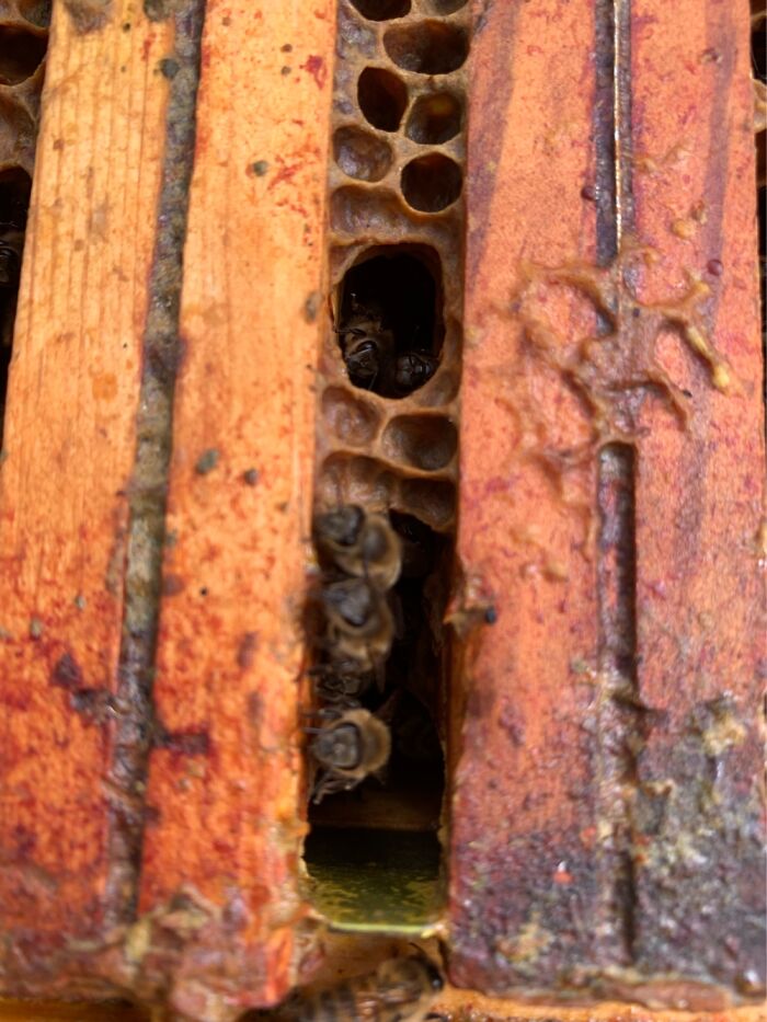 My Little Ladies…. I Hope They All Get Through Winter Well! ( Pic Is From 1 Of My 17 Colonies)