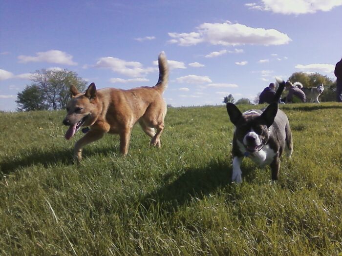 Dogs Trotting At A Dog Park