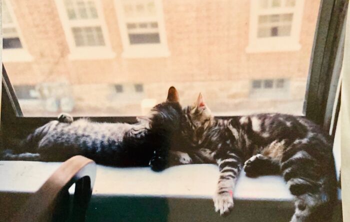 My Kitties When They Were 3 Months Old