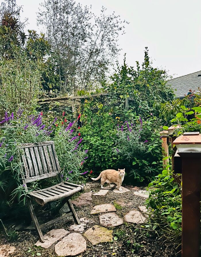 It Took 7 Years To Turn A Suburban Lawn Into Pandoricas Forest