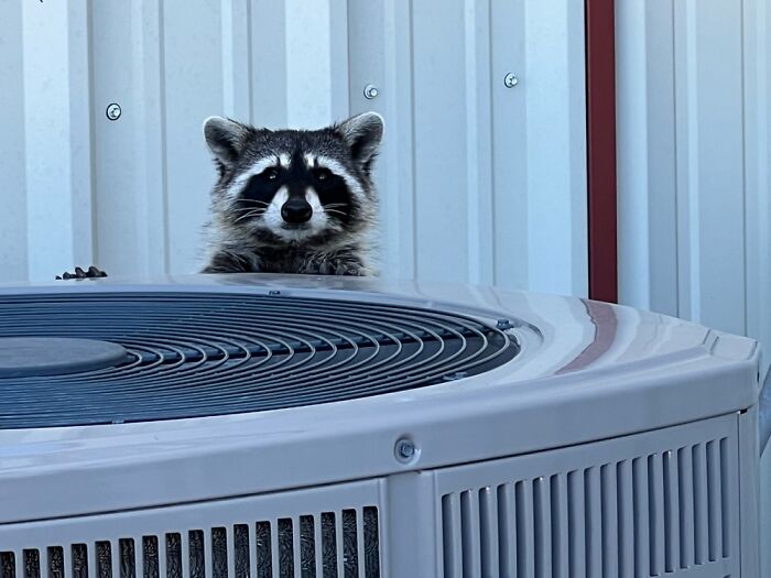 Raccoon Checking Me Out