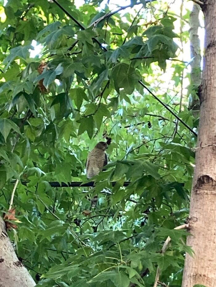 Falcon (?) Outside My Front Door