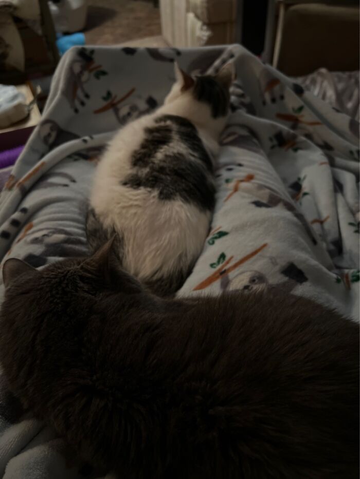 Trapped By Kitties On My Couch In Ohio, USA