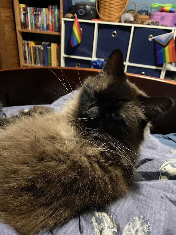 In My Room. With My Cat