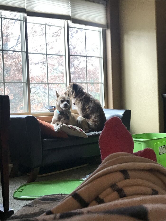 Chilling On The Couch W/ My Doggos