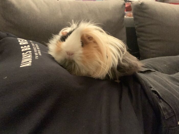Cuddling My Guineapig :)