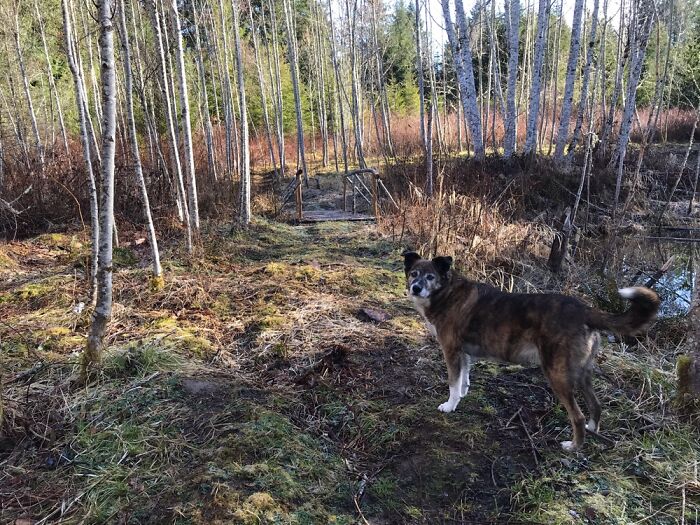 Walking Our Forest With My Faithful Furry Friend Layla