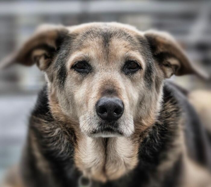 Strays And Rescues Need Your Help!