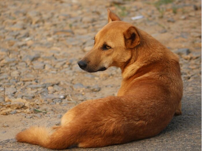 Strays And Rescues Need Your Help!