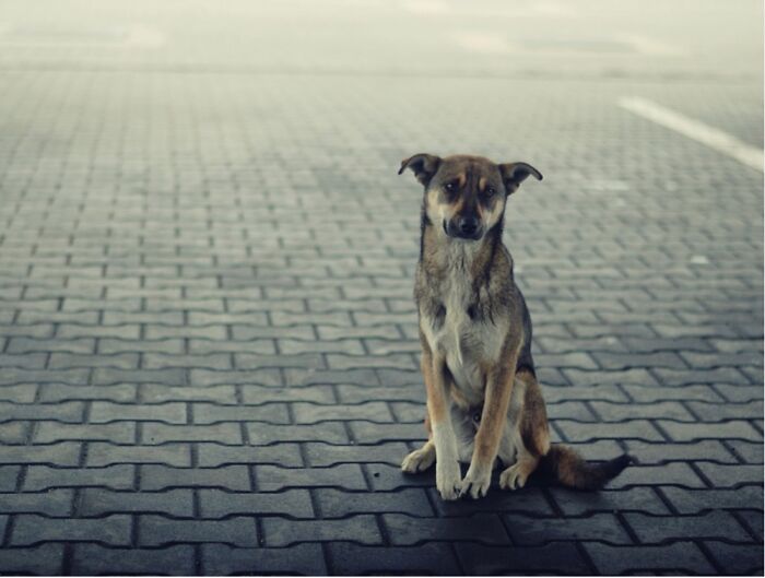 Strays And Rescues Need Your Help!