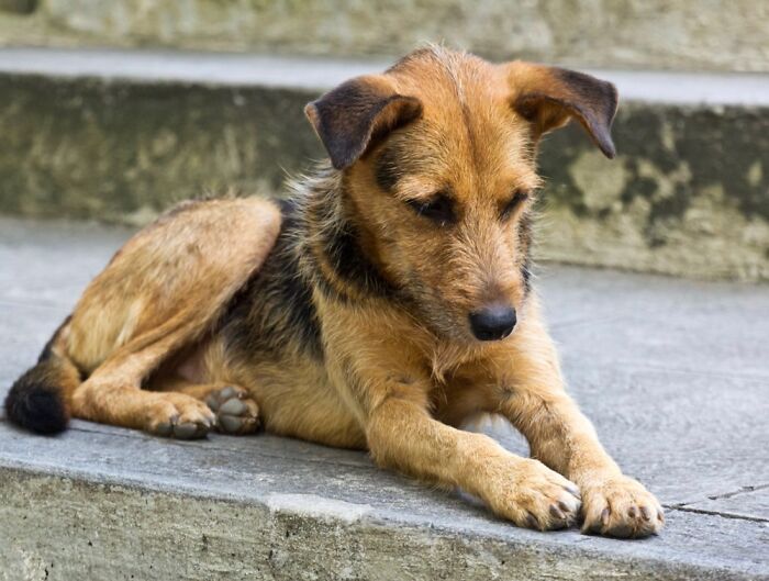 Strays And Rescues Need Your Help!