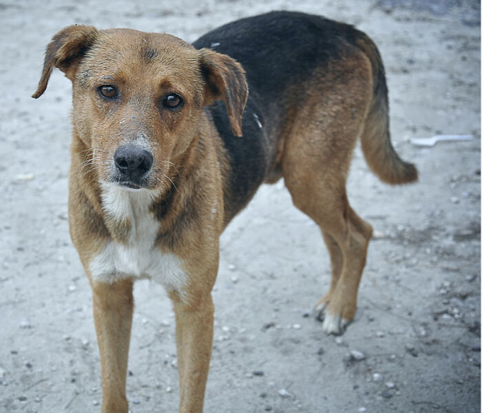 Strays And Rescues Need Your Help!