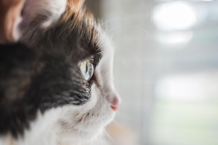 Looking Out To The Future. Perfect Candidate