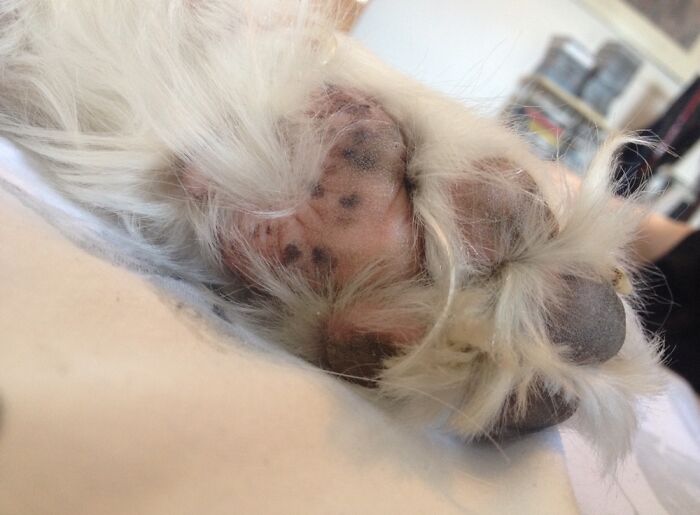 Yummy, Biscuity Toe Beans (Yes, They Smell Of Digestive Biscuits)