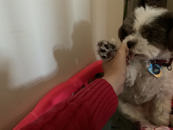 My Dog Ziggy. I Call Dogs Hairy Babies. Is That Wrong?