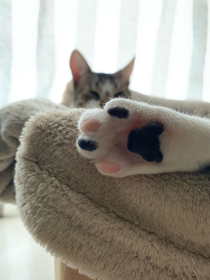 My Cat Cookie Showing Off Hers