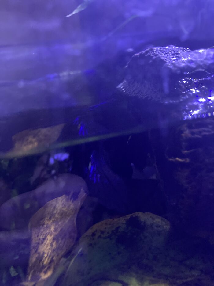 Best Photo I Could Take :d