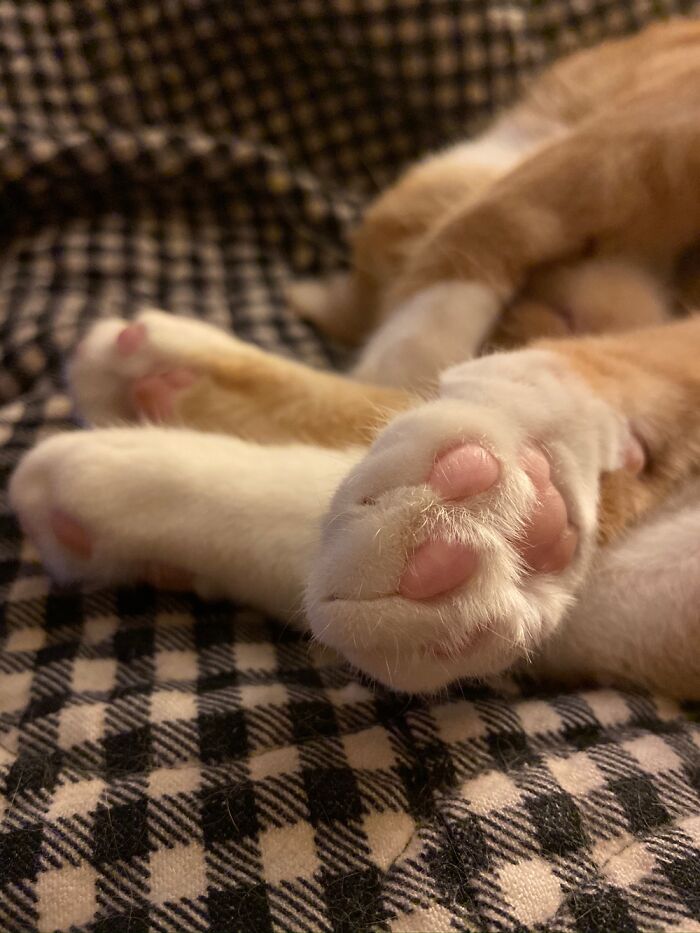Burt Mousenbee’s Napping Beans