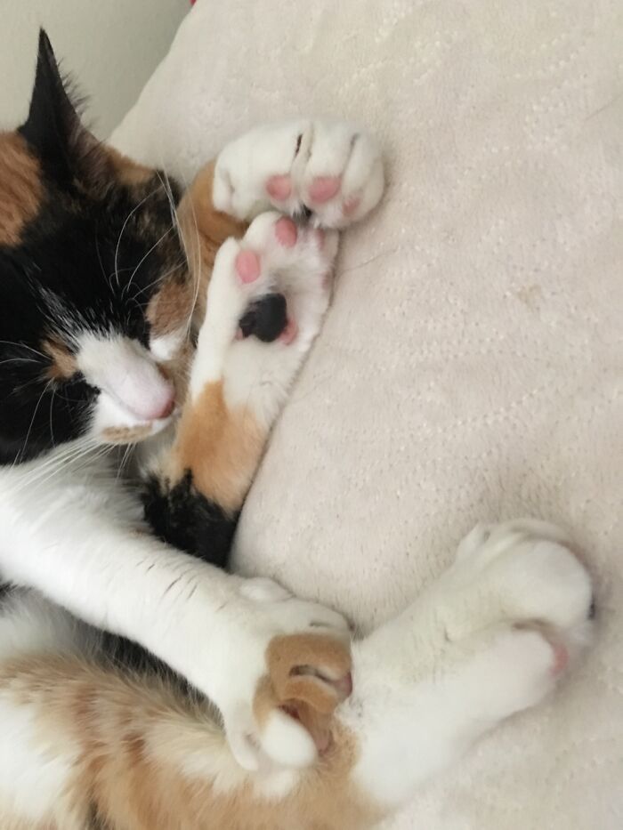 Abby Beans! 2012-2022 Rip My Little Buddy. ❤️