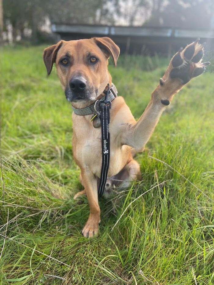 Dogs Have Beans Too!