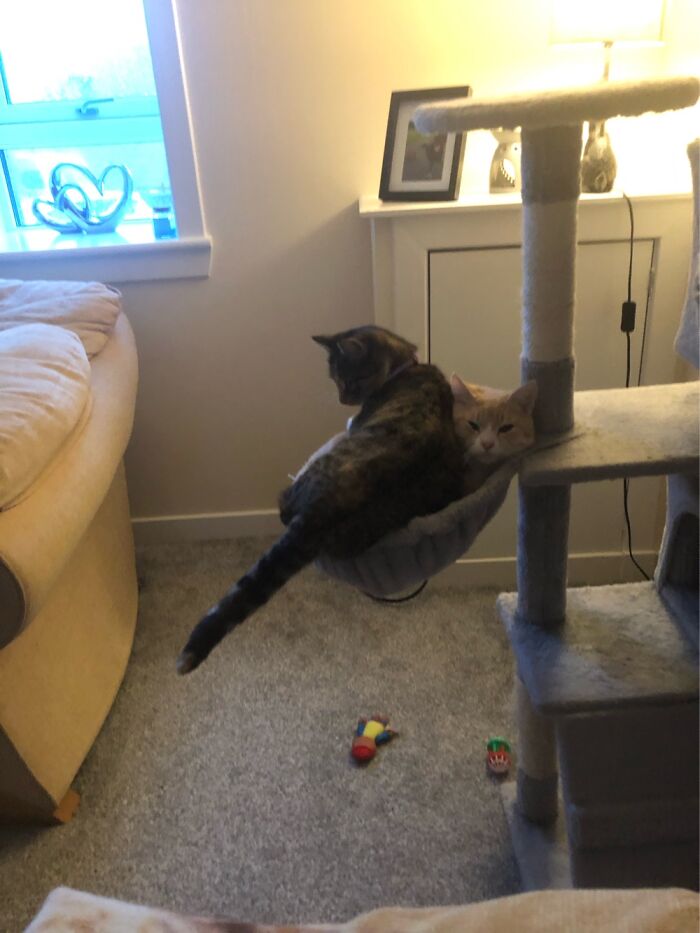 There Are More Huts And Beds But Both Sasha And Johnny Try To Squeeze Into The Nest Togeather