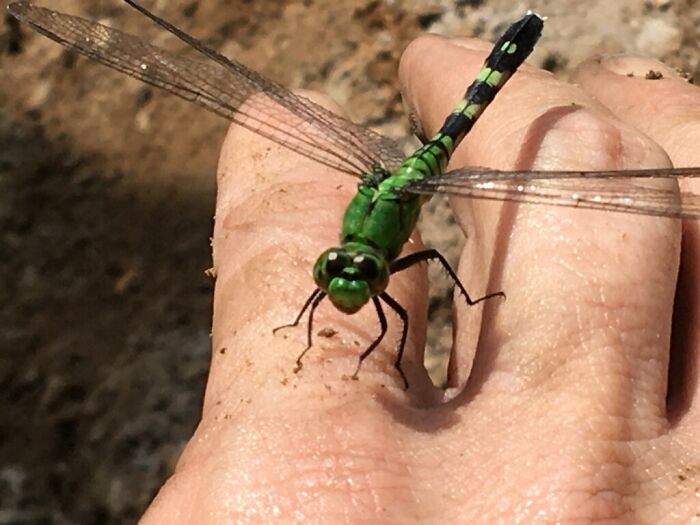 This Lil Lady Decided To Hang Out While I Installed A Water Line