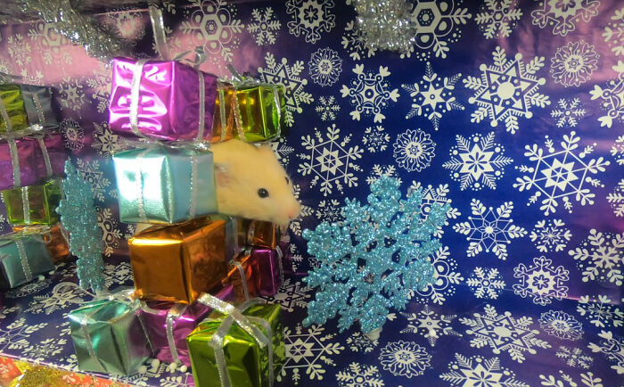 I Made A Christmas-Themed Obstacle Course For My Hamster Where In The End, It Reaches The Presents (15 Pics)