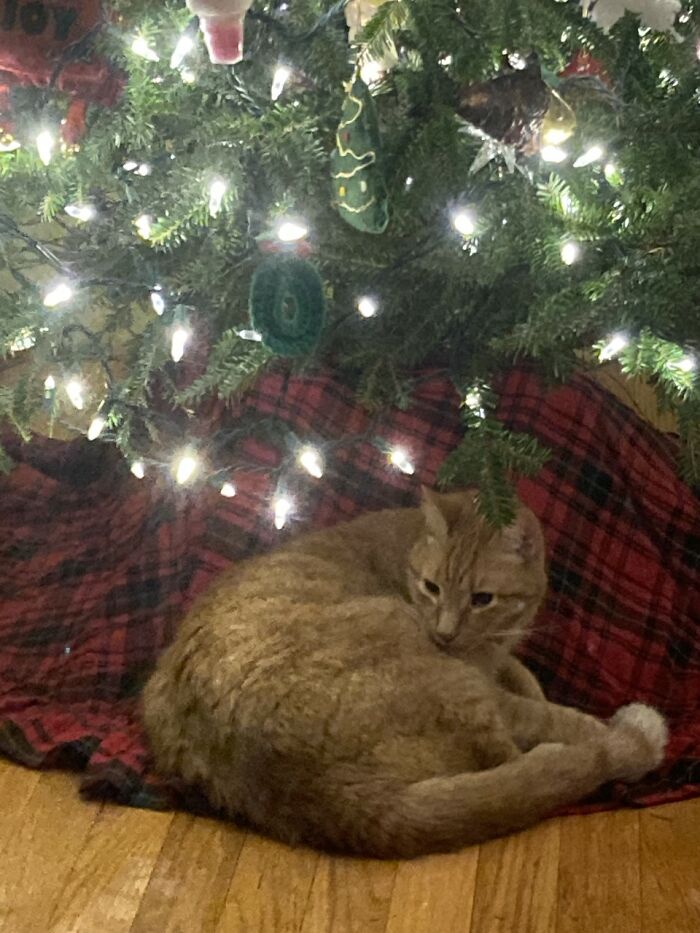 Cutest Present Under The Tree!