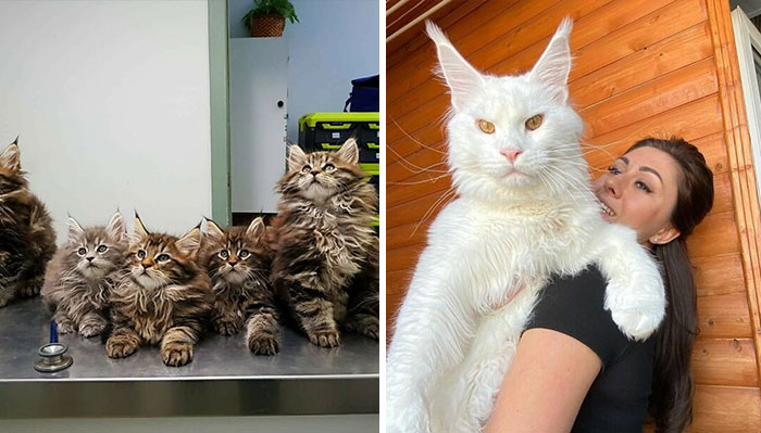 40 Gatos Maine Coon que te impresionarán al verlos