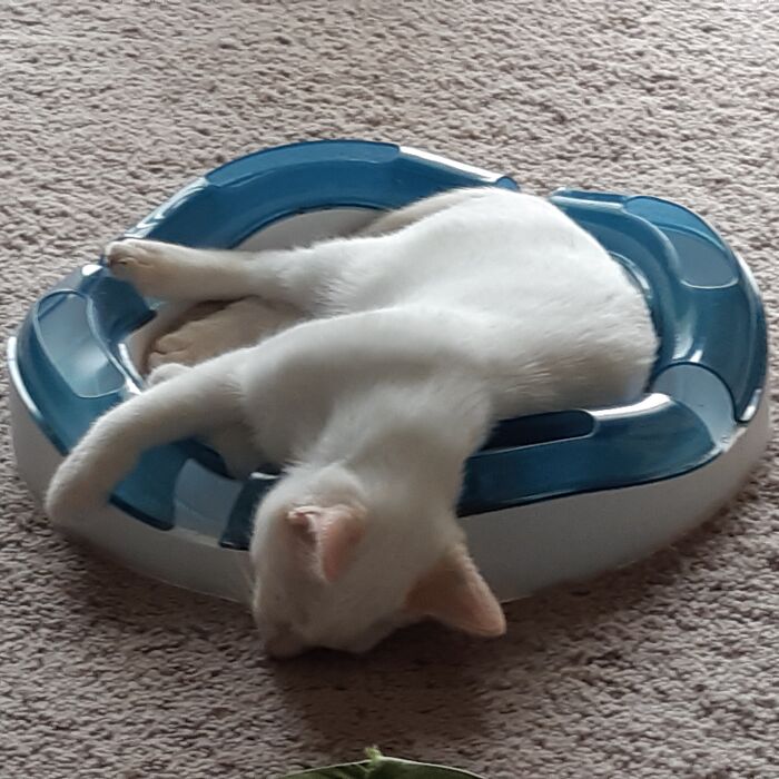 My Cat Slowly Melting