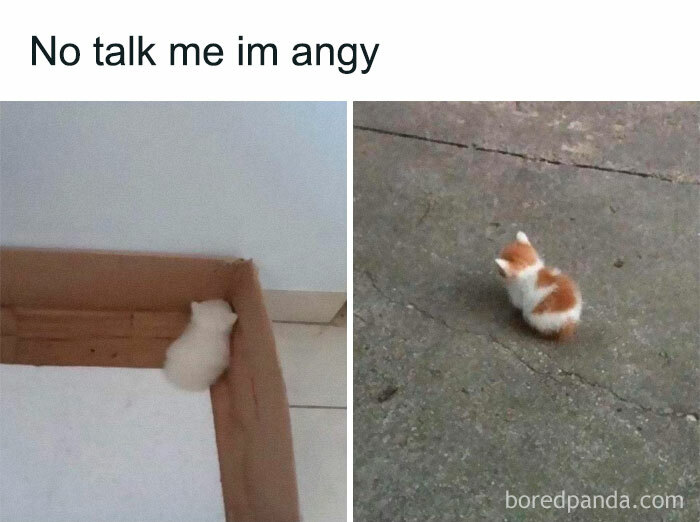 Memes-Jokes-To-Discuss-In-Therapy