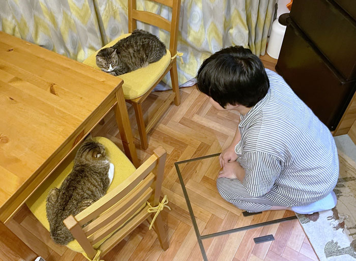 Person in striped pajamas kneeling by chairs with two cats, embodying a mundane Halloween costume theme.