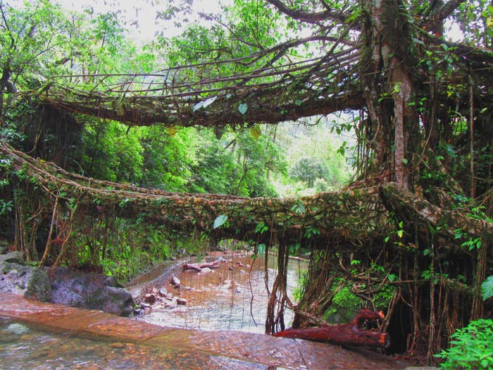 Living Root bridges with nature