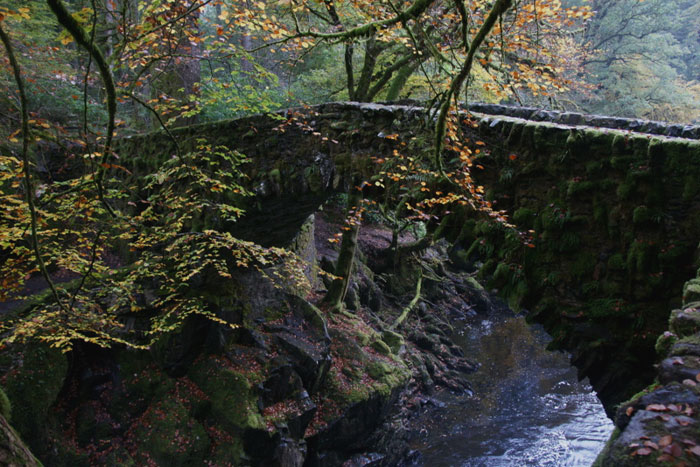 Hermitage bridge with trees near