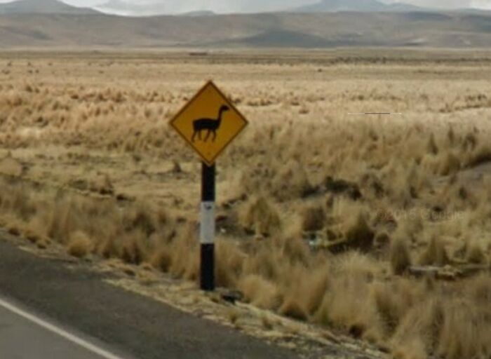 Llama Crossing