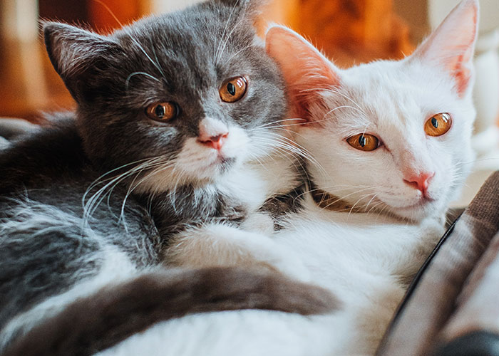 40 People Share The Non-Negotiable Rules They Have In Their Homes, And Some Are Very Strange