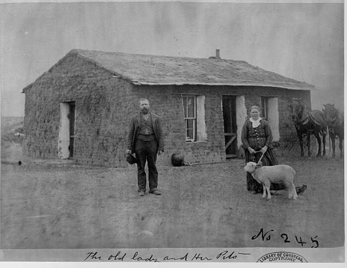 "The Old Lady And Her Pets", 1886