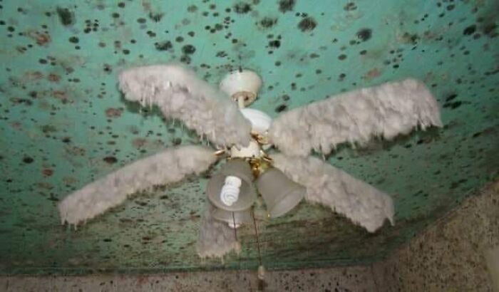 Ceiling fan covered in dust and mold, highlighting disregard for safety regulations.