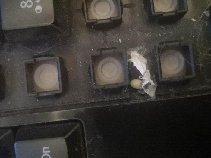 Spider Sac Inside Keyboard