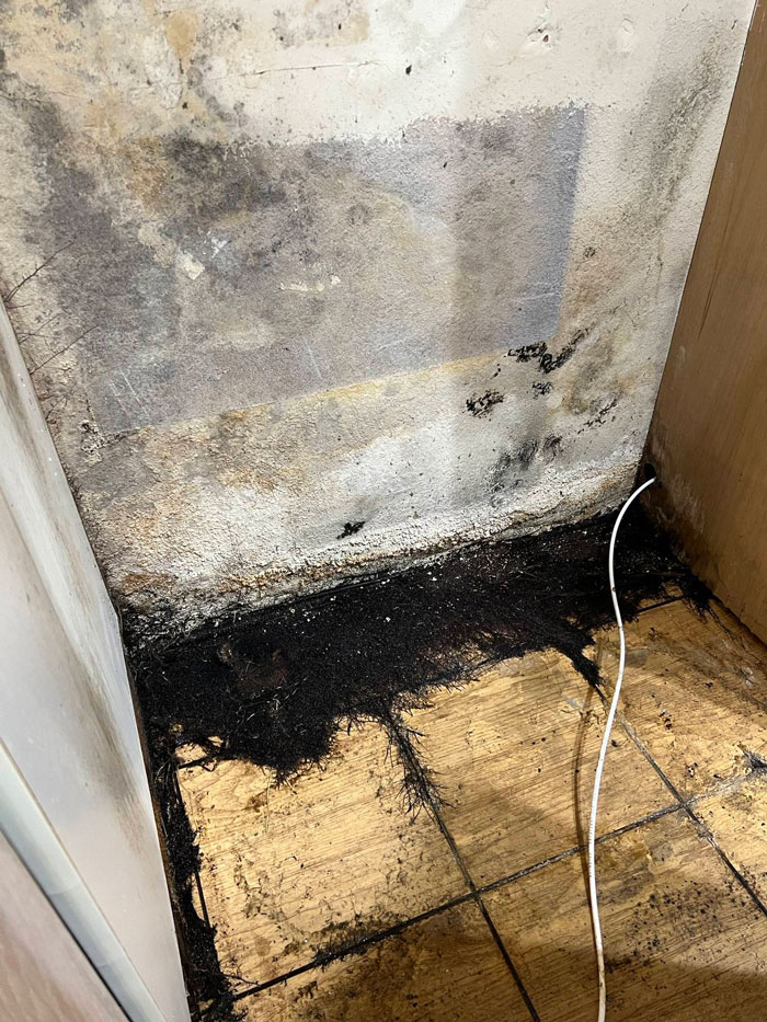 The Mold Growing Behind My Dad’s Fridge