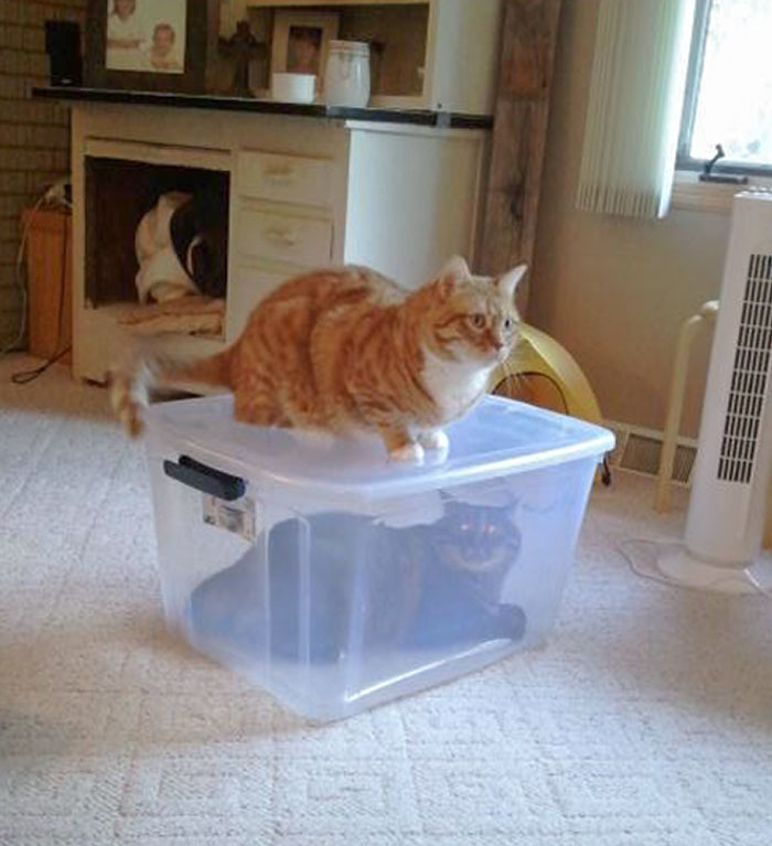 The Brown One Always Bullies The Orange One. He Finally Got Revenge