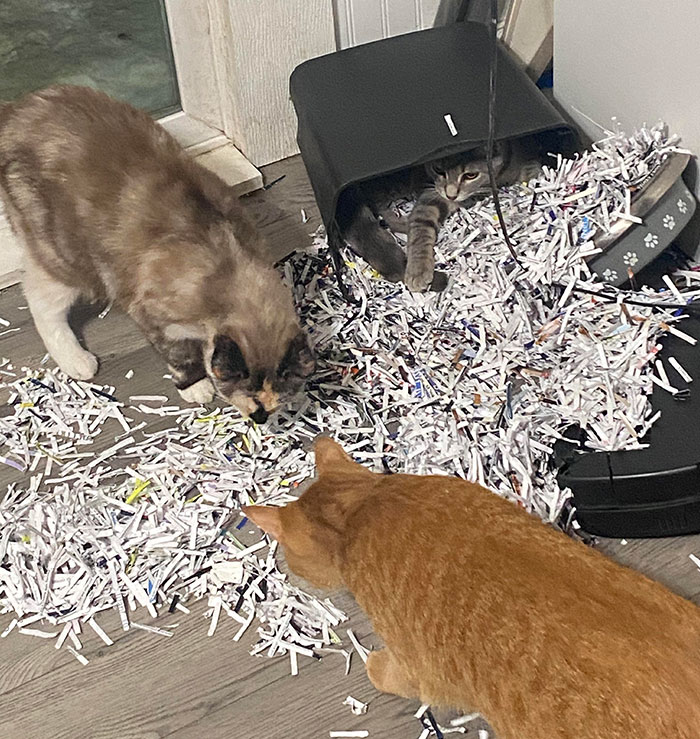 Shredder’s Revenge