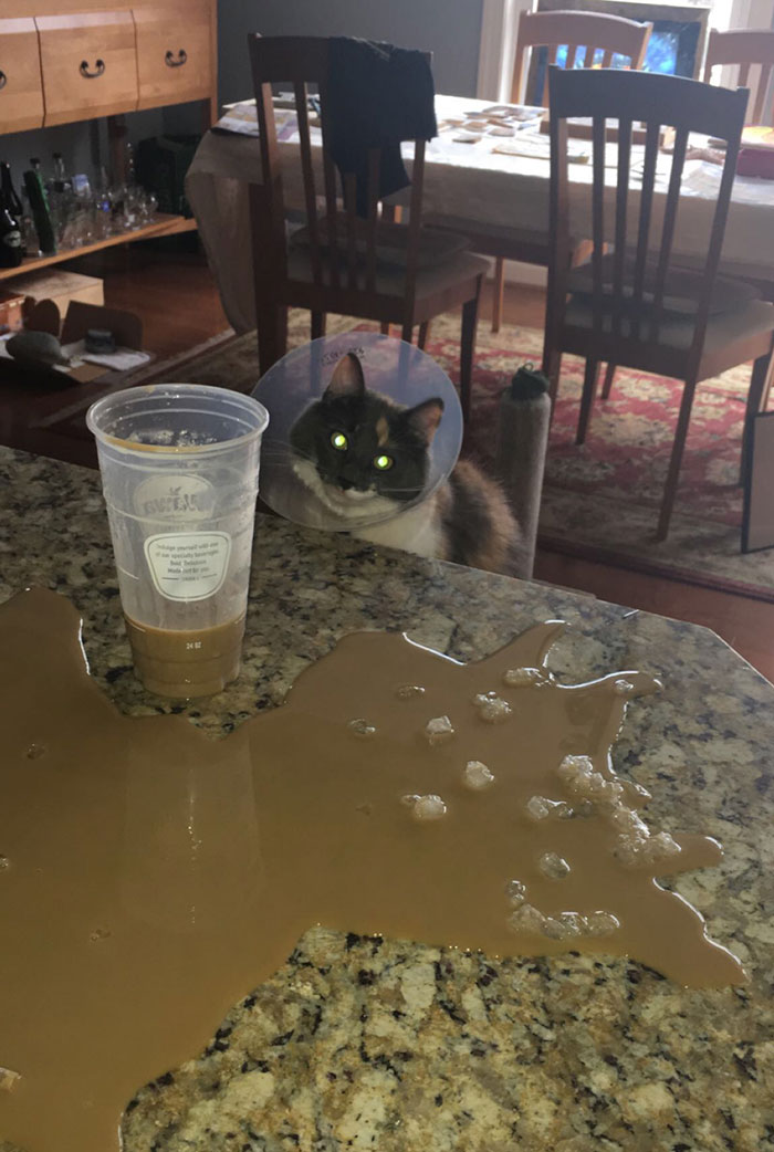 Revenge Of The Conehead