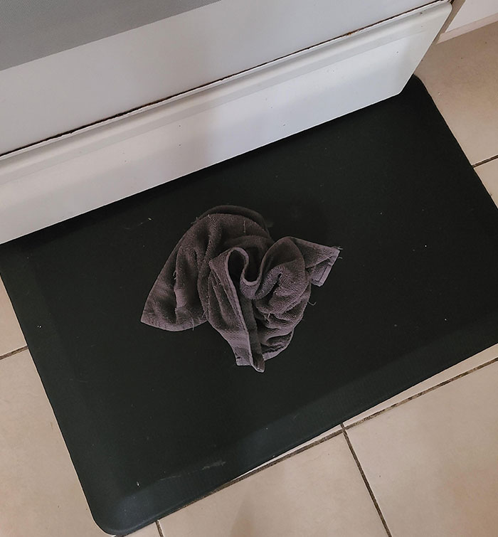 My Cat Knocks Down All The Towels When She's Hungry