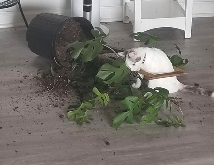 Every Time We Leave, I Lose A Plant. This Time She Also Jumped Onto The Counters Above Our Counters. I Guess We Aren’t Allowed To Take Vacations Anymore